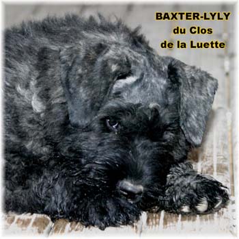 bouvier des flandres photo chiot - Elevage Clos Luette -  COPYRIGHT DEPOSE